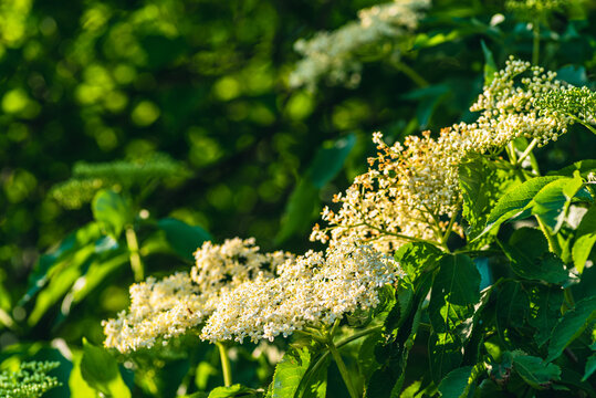 kwiaty bzu czarnego (Sambucus nigra)