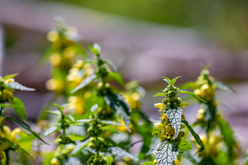 Lamium galeobdolon flower in forest, close up