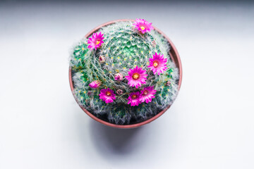Fluffy green cactus with blooming pink flowers on a white background