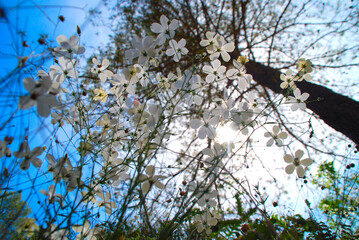 FLORES BLANCAS SOBRE FONDO DE CIELO AZUL