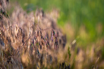 kwitnące trawy na zielonym rozmytym tle zwisające delikatnie
