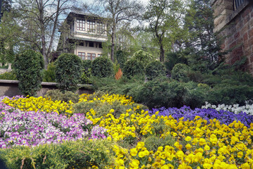 Obraz premium flowerbeds of pansies of multicolored flowers on the street of the city in the spring