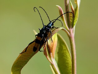 beetle on a leaf