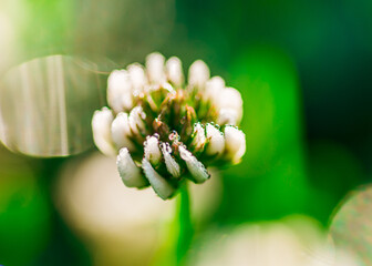 Koniczyna biała, koniczyna rozesłana (Trifolium repens) na zielonym tle traw - obrazy, fototapety, plakaty