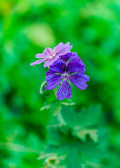 niebieskie kwiaty bodziszka (Geranium) na zielonym rozmytym tle - obrazy, fototapety, plakaty