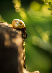 mały zielony ślimak wstężyk na zielonym rozmytym tle © Henryk Niestrój