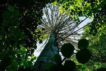 pień drzewa z suchymi konarami © Henryk Niestrój