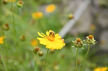 꽃 위 꿀벌
