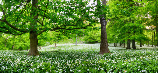 Forest green landscape with tree and white flowers garlic, Slovakia - obrazy, fototapety, plakaty