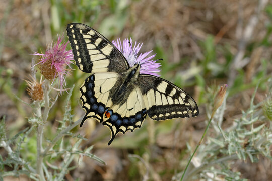 Old World swallowtail or Common yellow swallowtail (Papilio machaon) on a flower