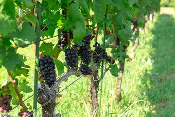 grapes on vine