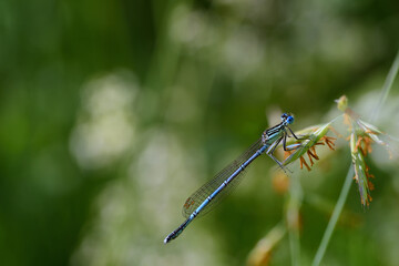 A small one (Platycnemis pennipes)blue dragonfly sits on a stalk in nature and lurks for prey, against a green background in summer