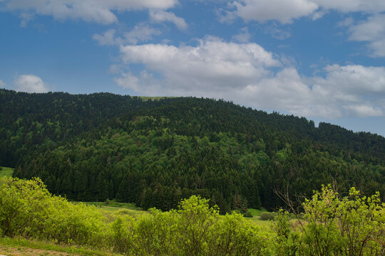 A view of pine forests from the Küre Mountains in northeastern Turkey. June 2021