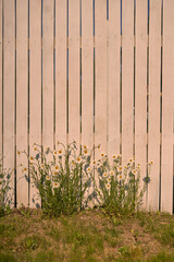 summer sun on the background of a white wooden fence on a green lawn there are daisy flowers growing