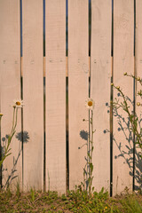 summer sun on the background of a white wooden fence on a green lawn there are daisy flowers growing