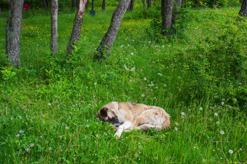 A stray shepherd dog sleeping in the woods in the grass at noon.