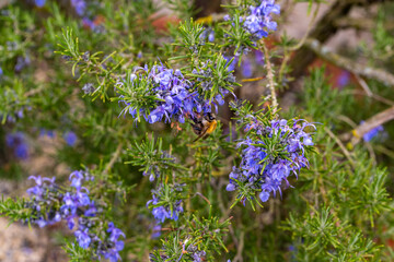 Rosmarinus angustifolius pine rosemary with bumblebee