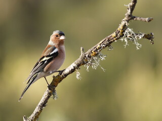 Pinzón vulgar (Fringilla coelebs)