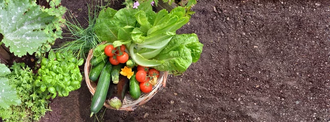 Fotobehang mand gevuld met kleurrijke verse groenten in de tuin © coco