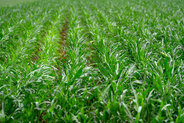 Agriculture corn field on a rainy and cloudy summer day. Photo taken June 22nd, 2021, Emmen, Switzerland.