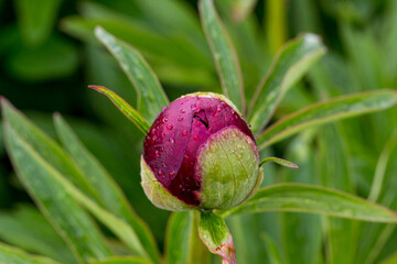 Paeonia officinalis 'Rubra Plena' farmer's peony flower detail