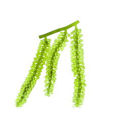 Sea grapes ( green caviar ) seaweed on white background