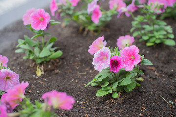 花壇の花