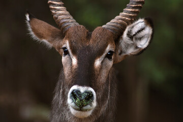 Wild african life. Close up of a cute Waterbuck (the large antelope) looking at the camera and posing in the Savannah.