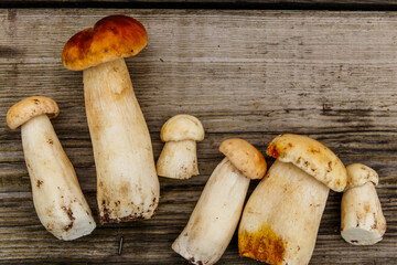 Freshly picked porcini mushrooms on rustic wooden table. Top view