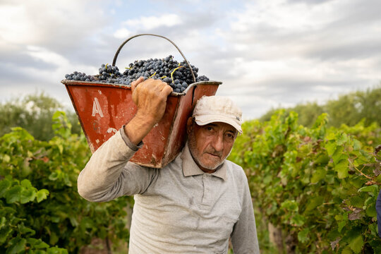Man Harvesting Grapes In Vineyard
