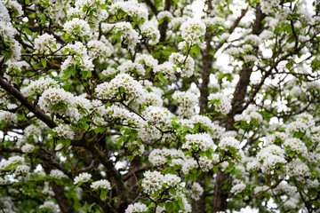 White blossoming apple trees in the sunset light. Spring season, spring colors