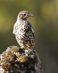 Zorzal charlo (Turdus viscivorus)
