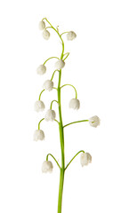 Beautiful lily-of-the-valley flowers on white background