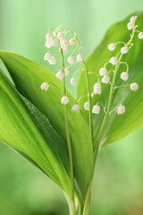 Obraz premium Beautiful lily-of-the-valley flowers outdoors, closeup
