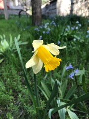 Obraz premium yellow daffodil flower