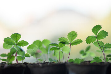 Strawberry seedlings on the background of the window.