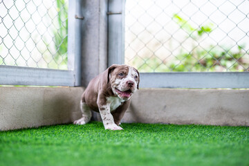 A cute brown and white pit bull, less than 1-month-old, walks on artificial grass on a dog farm. Prolific chubby puppies need lots of love and care.