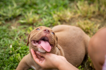 A cute brown pit bull, less than a month old, lies on the lawn of the dog farm. playing with owner...