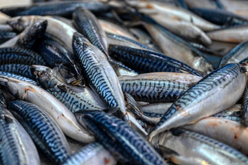 Lots of mackerel carcasses. Sea fish