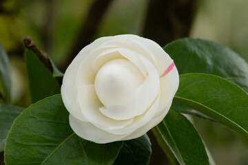 Japanese camellia White. Beautiful white large flower on a bush branch in the garden, spring...