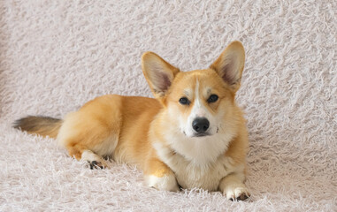 portrait of a corgi puppy on a sofa blanket