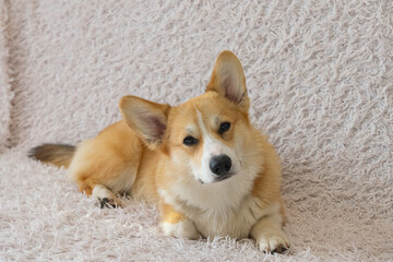portrait of a corgi puppy on a sofa blanket