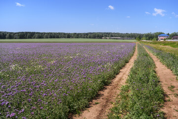 Fototapeta na wymiar A view of a field with blooming medicinal flowers and a dirt road stretching into the distance. The flowers are thorny blue. Summer agricultural landscape. In the distance forest and blue sky. Russia 