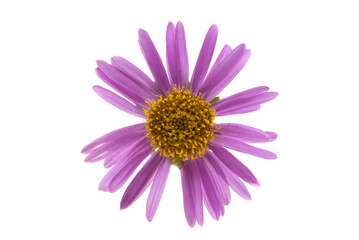 lilac aster isolated