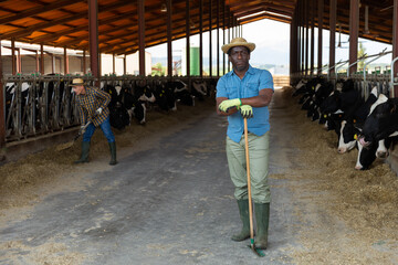 Portrait of confident African American man cow breeder standing in outdoor cowshed on sunny summer day