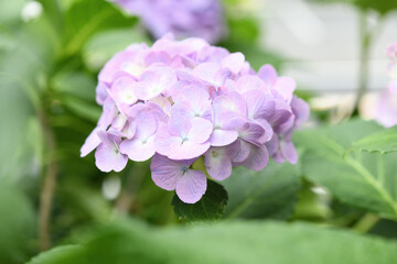 紫陽花の花