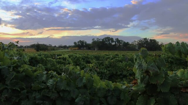 Beautiful Sunset Over Winery Vineyards - Handheld Shot