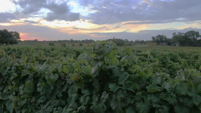 Vineyard At Sunset, View Over Rows Of Established Vines, Handheld Shot