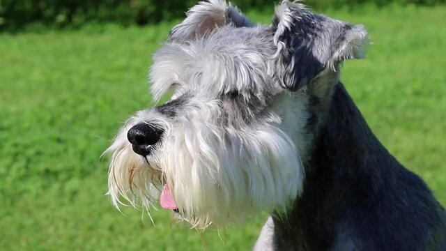 portrait of a schnauzer on a grass field
