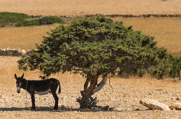 Donkey and tree on the Greek island of Kato Koufonisia in the archipelago of the Small Cyclades